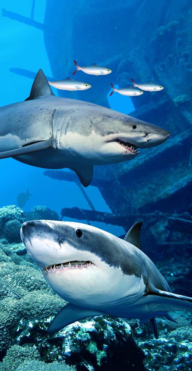 ENDANGER WHITE SHARK TOWEL